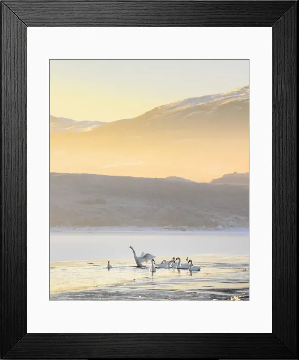 Framed Print : Ireland, Co. Donegal, Mulroy bay, Swans on frozen water Framed Print : Ireland, Co. Donegal, Mulroy bay, Swans on frozen water