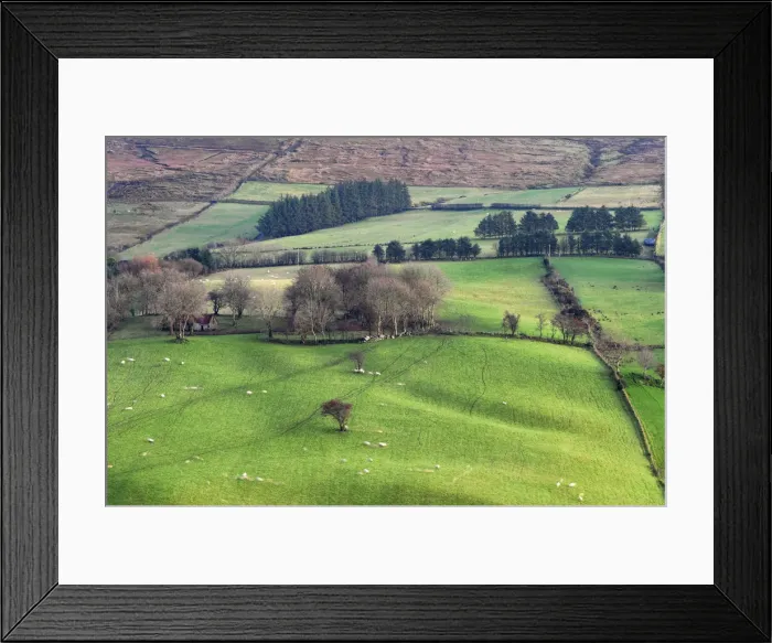 Framed Print : Northern Ireland, County Tyrone, the Sperrins, sheep in farmland Framed Print : Northern Ireland, County Tyrone, the Sperrins, sheep in farmland