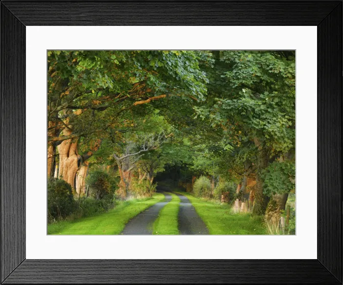 Framed Print : Ireland, Co. Donegal, Fanad, Tree lined avenue