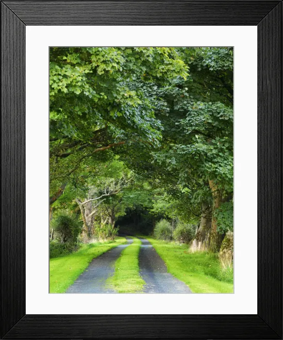 Framed Print : Ireland, Co. Donegal, Fanad, Tree lined avenue