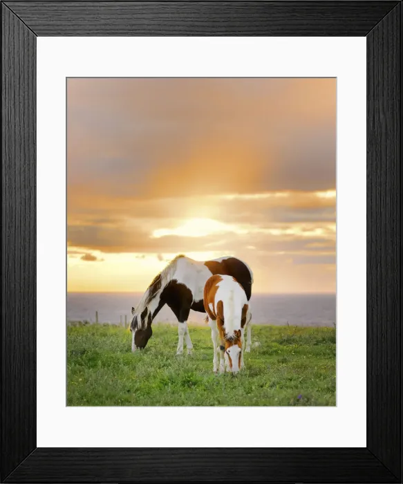 Framed Print : Ireland, Co. Sligo, Mullaghmore, horses grazing Framed Print : Ireland, Co. Sligo, Mullaghmore, horses grazing