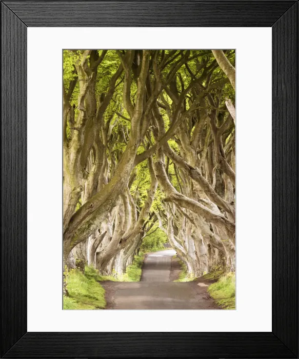 Framed Print : The Dark Hedges, County Antrim, Ulster region, northern Ireland, United Kingdom Framed Print : The Dark Hedges, County Antrim, Ulster region, northern Ireland, United Kingdom
