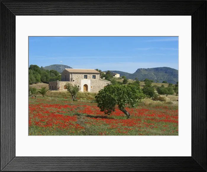 Framed Print : Finca, Poppy Blossom, Majorca, Balearics, Spain Framed Print : Finca, Poppy Blossom, Majorca, Balearics, Spain