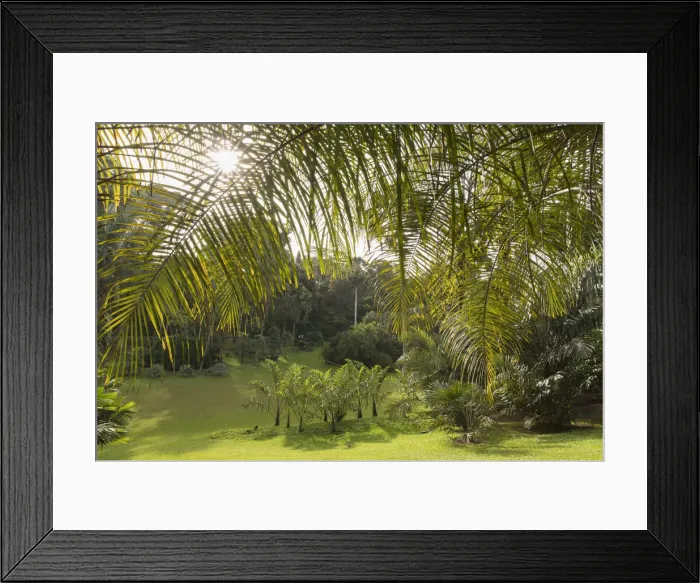 Framed Print : Palm Valley, Botanic Gardens (UNESCO World Heritage Site), Singapore Framed Print : Palm Valley, Botanic Gardens (UNESCO World Heritage Site), Singapore