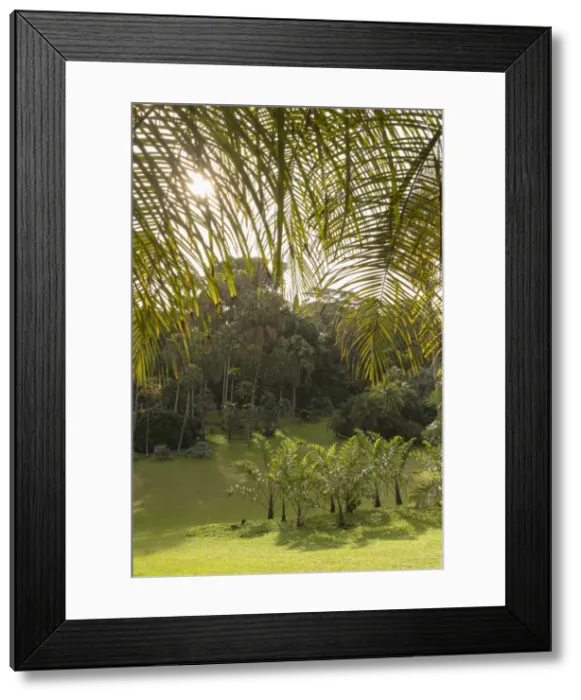 Framed Print : Palm Valley, Botanic Gardens (UNESCO World Heritage Site), Singapore Framed Print : Palm Valley, Botanic Gardens (UNESCO World Heritage Site), Singapore