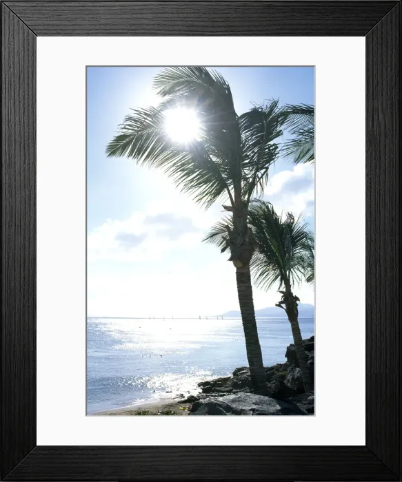 Framed Print : Palm tree, Lanzarote, Canary Islands, Spain Framed Print : Palm tree, Lanzarote, Canary Islands, Spain