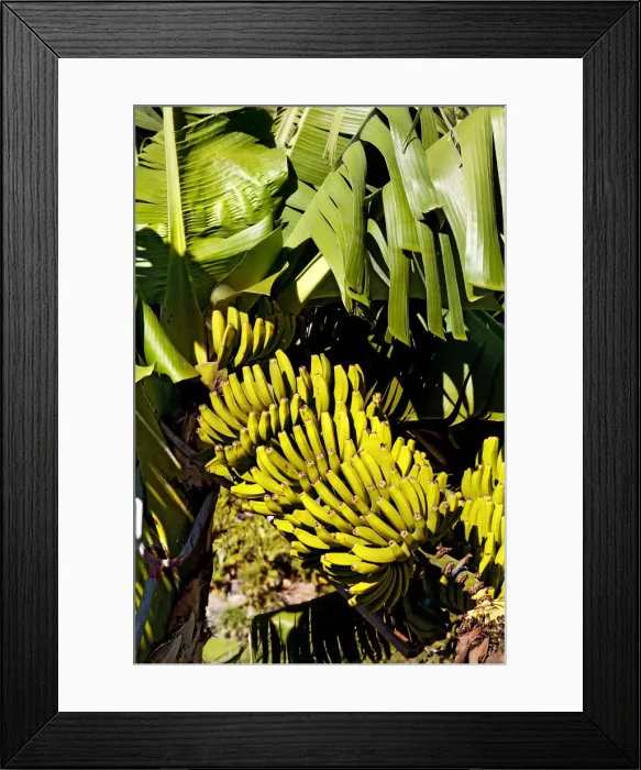 Framed Print : Bananas on banana plant, La Palma, Canary Islands, Spain Framed Print : Bananas on banana plant, La Palma, Canary Islands, Spain