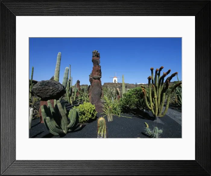 Framed Print : Jardin de Cactus, Lanzarote, Canary Islands, Spain Framed Print : Jardin de Cactus, Lanzarote, Canary Islands, Spain