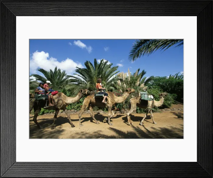 Framed Print : Oasis Park in La Lajita, Fuerteventura, Canary Islands, Spain Framed Print : Oasis Park in La Lajita, Fuerteventura, Canary Islands, Spain
