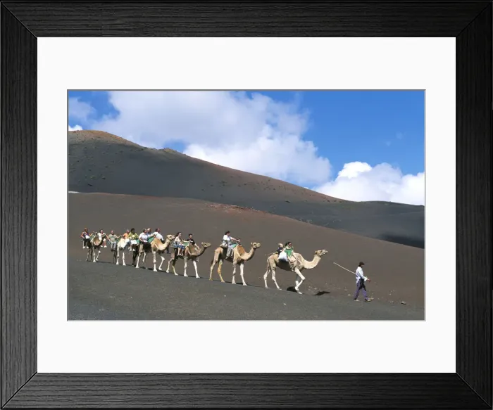 Framed Print : Camel tour in the Timanfaya National Park, Lanzarote, Canary Islands, Spain Framed Print : Camel tour in the Timanfaya National Park, Lanzarote, Canary Islands, Spain
