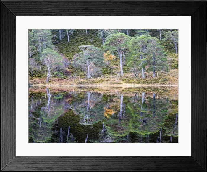 Framed Print : Caledonian pines reflected in Loch Clair, Wester Ross, Highlands, Scotland Framed Print : Caledonian pines reflected in Loch Clair, Wester Ross, Highlands, Scotland