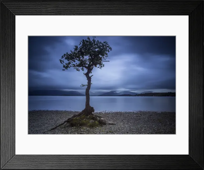Framed Print : Lone tree on shore at Milarrochy Bay against cloudy sky during dusk, Loch Lomond