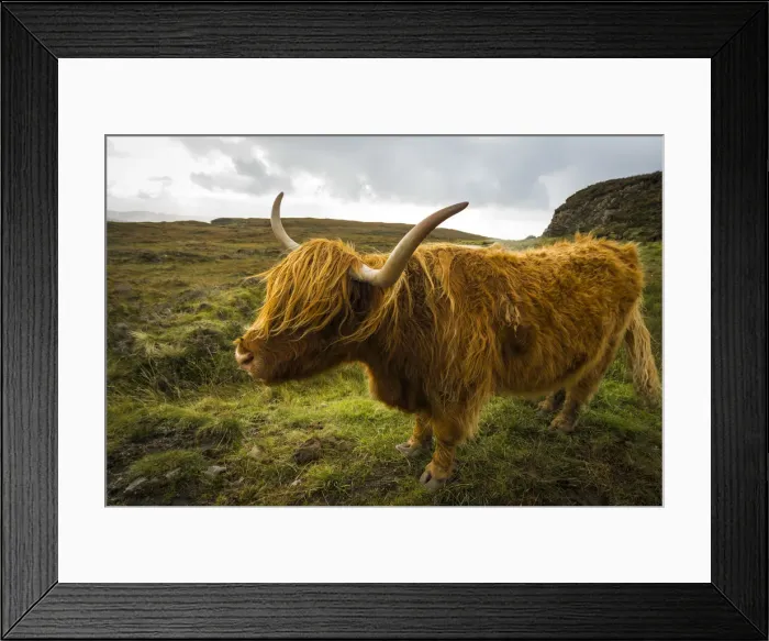 Framed Print : Highland cattle on grassland, near Kilmarie, Isle of Skye, Scotland, United Kingdom Framed Print : Highland cattle on grassland, near Kilmarie, Isle of Skye, Scotland, United Kingdom