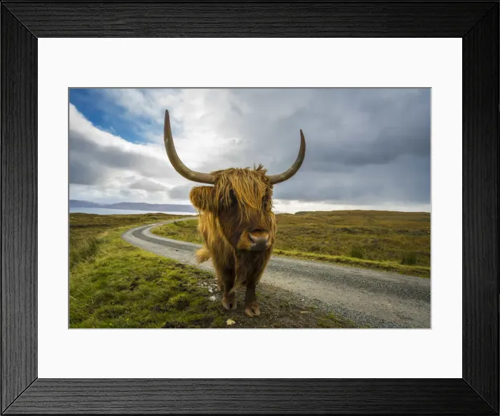 Framed Print : Highland cattle on roadside, near Kilmarie, Isle of Skye, Scotland, United Kingdom Framed Print : Highland cattle on roadside, near Kilmarie, Isle of Skye, Scotland, United Kingdom