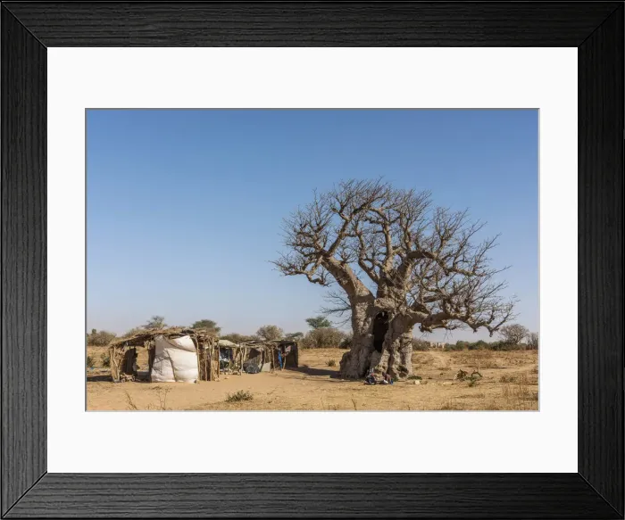 Framed Print : Africa, Senegal. A Baobab tree with a little craft market Framed Print : Africa, Senegal. A Baobab tree with a little craft market