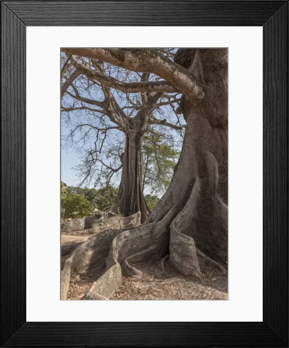 Framed Print : Africa, Senegal, Casamance. Majestic Kapok Trees Framed Print : Africa, Senegal, Casamance. Majestic Kapok Trees