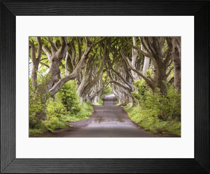 Framed Print : The Dark Hedges (Bregagh Road), Ballymoney, County Antrim, Ulster region, northern Framed Print : The Dark Hedges (Bregagh Road), Ballymoney, County Antrim, Ulster region, northern