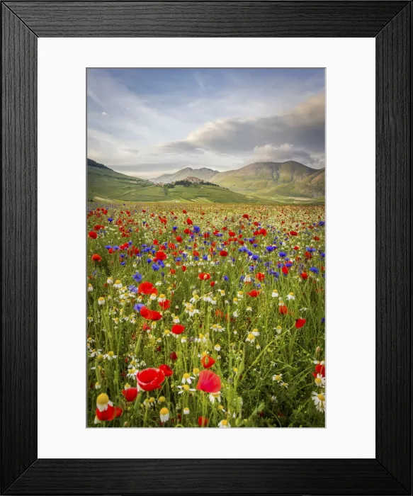 Framed Print : Castelluccio di Norcia, Umbria, Italy. Piana Grande Valley landscape full of flowers