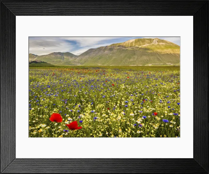 Framed Print : Castelluccio di Norcia, Umbria, Italy. Piana Grande Valley landscape full of flowers Framed Print : Castelluccio di Norcia, Umbria, Italy. Piana Grande Valley landscape full of flowers