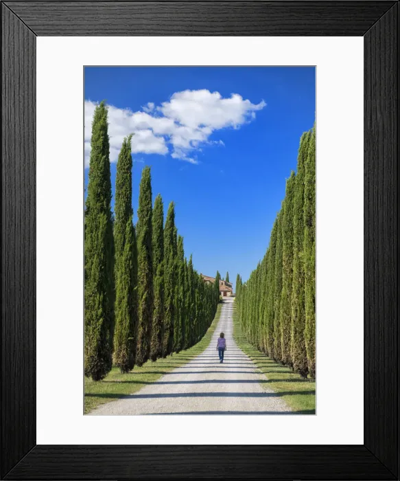 Framed Print : Europe, Italy, Tuscany, Toscana, Cypress alley, woman walking in alley Framed Print : Europe, Italy, Tuscany, Toscana, Cypress alley, woman walking in alley