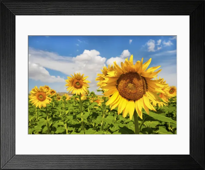 Framed Print : Spain, Andalusia, Seville, Sunflower fields