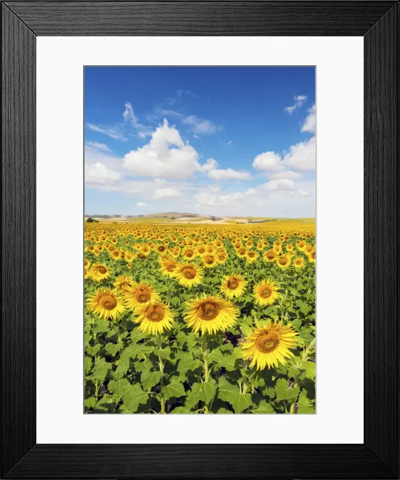 Framed Print : Spain, Andalusia, Seville, Sunflower fields Framed Print : Spain, Andalusia, Seville, Sunflower fields