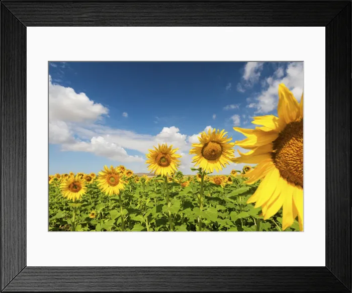 Framed Print : Spain, Andalusia, Seville. Sunflower fields outside of Seville Framed Print : Spain, Andalusia, Seville. Sunflower fields outside of Seville