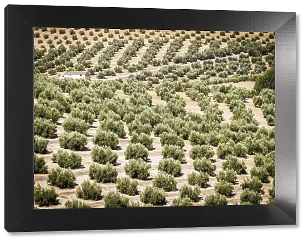 Spain, Andalucia. Olive Trees endless field in summer