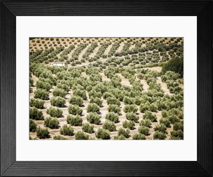 Framed Print : Spain, Andalucia. Olive Trees endless field in summer Framed Print : Spain, Andalucia. Olive Trees endless field in summer