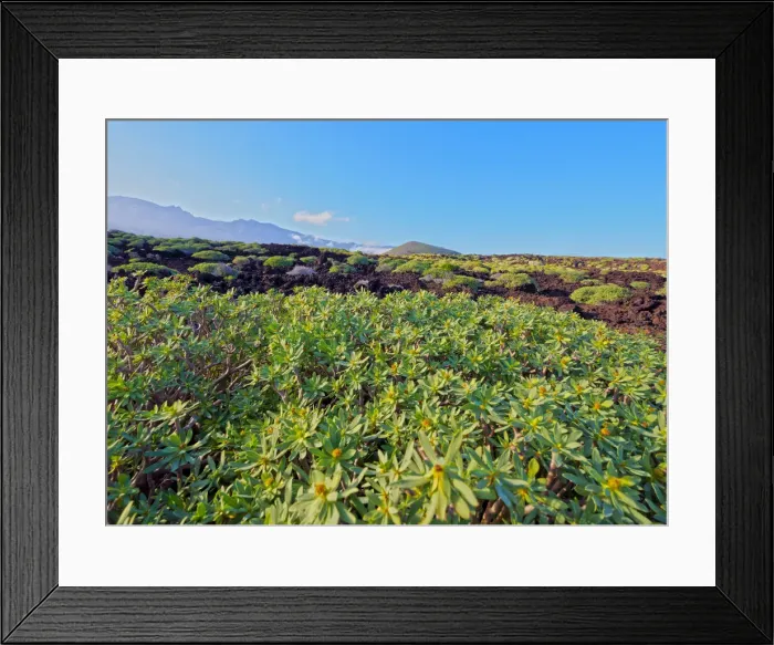 Framed Print : Spain, Canary Islands, Tenerife, Puertito de Guimar, Green Malpais de Guimar during Framed Print : Spain, Canary Islands, Tenerife, Puertito de Guimar, Green Malpais de Guimar during