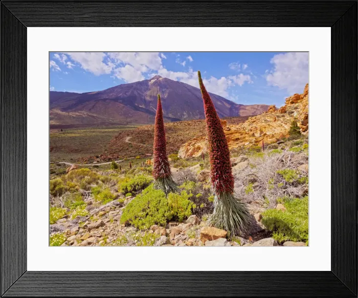 Framed Print : Spain, Canary Islands, Tenerife, Teide National Park, View of the Endemic Plant Tajinaste Framed Print : Spain, Canary Islands, Tenerife, Teide National Park, View of the Endemic Plant Tajinaste