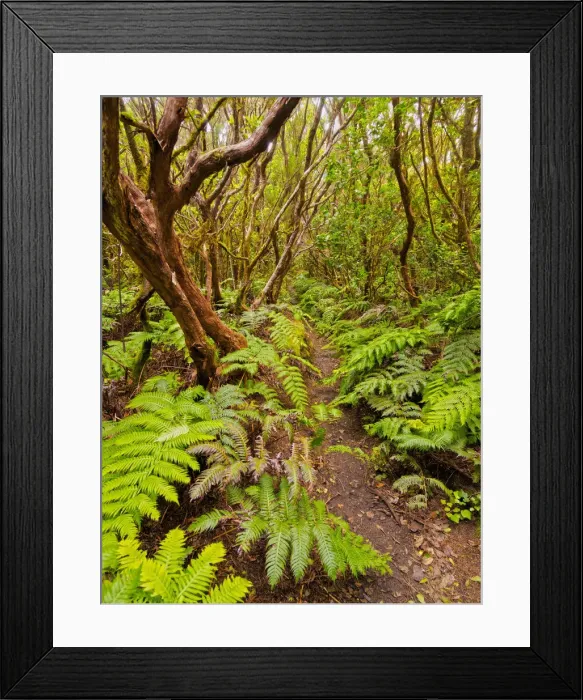 Framed Print : Spain, Canary Islands, Tenerife, El Bailadero, Bosque Encantado in Anaga Rural Park Framed Print : Spain, Canary Islands, Tenerife, El Bailadero, Bosque Encantado in Anaga Rural Park