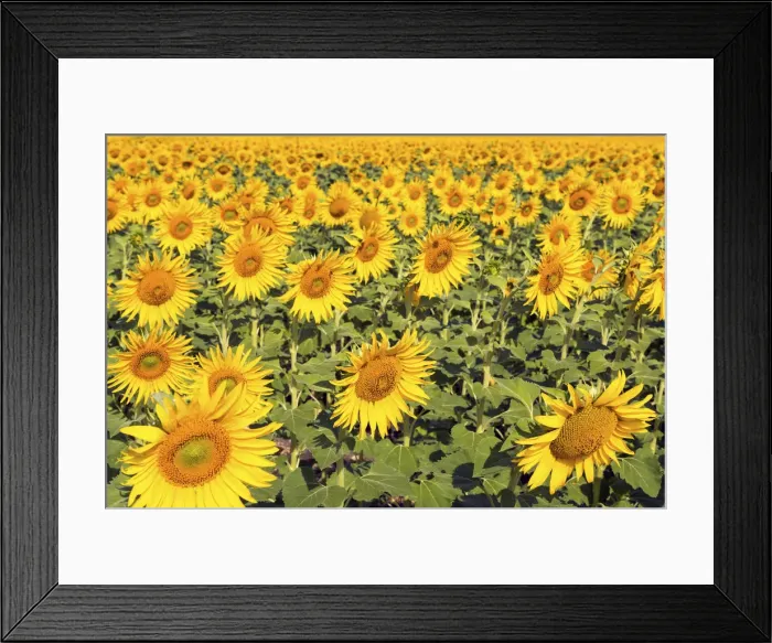 Framed Print : Spain, Andalusia, Seville, Sunflower fields Framed Print : Spain, Andalusia, Seville, Sunflower fields
