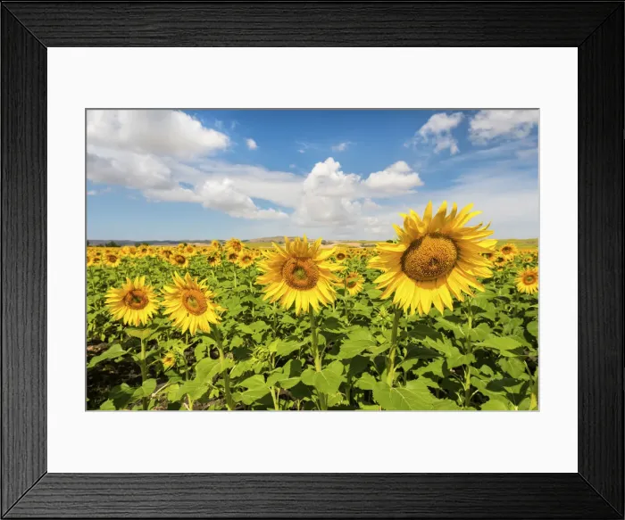 Framed Print : Spain, Andalusia, Seville, Sunflower fields Framed Print : Spain, Andalusia, Seville, Sunflower fields