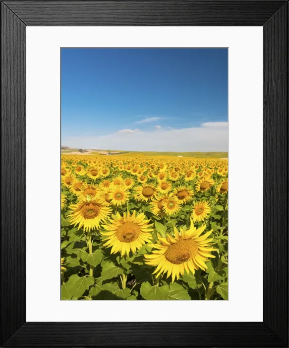 Framed Print : Spain, Andalusia, Seville, Sunflower fields Framed Print : Spain, Andalusia, Seville, Sunflower fields