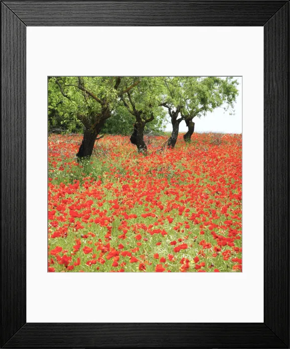 Framed Print : Almond Trees & Poppies, Spain Framed Print : Almond Trees & Poppies, Spain