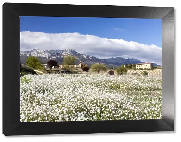 A meadow of wild flowers near Laguardia, la Rioja, Spain