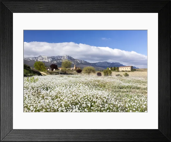 Framed Print : A meadow of wild flowers near Laguardia, la Rioja, Spain