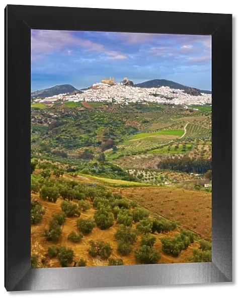Spain, Andalucia, Cadiz province, Olvera, View over olive grove towards town