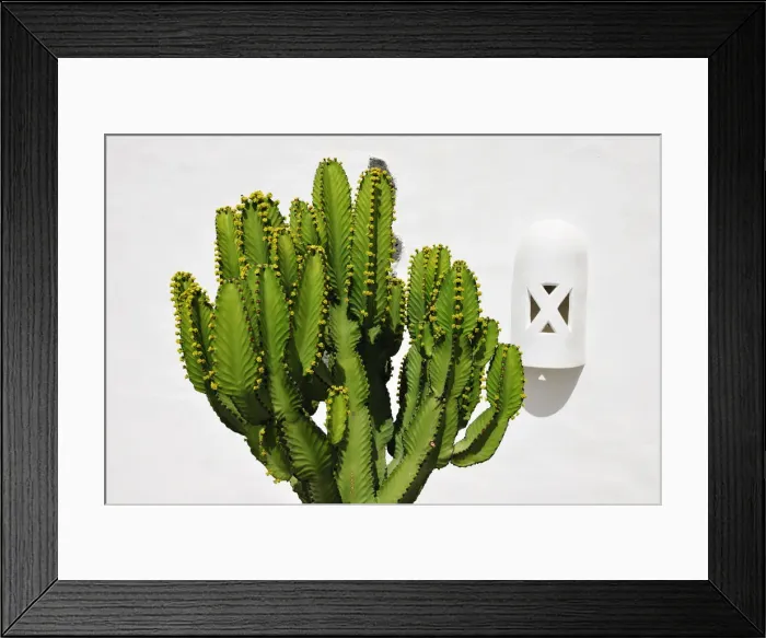 Framed Print : Cactus. Lanzarote, Canary Islands Framed Print : Cactus. Lanzarote, Canary Islands