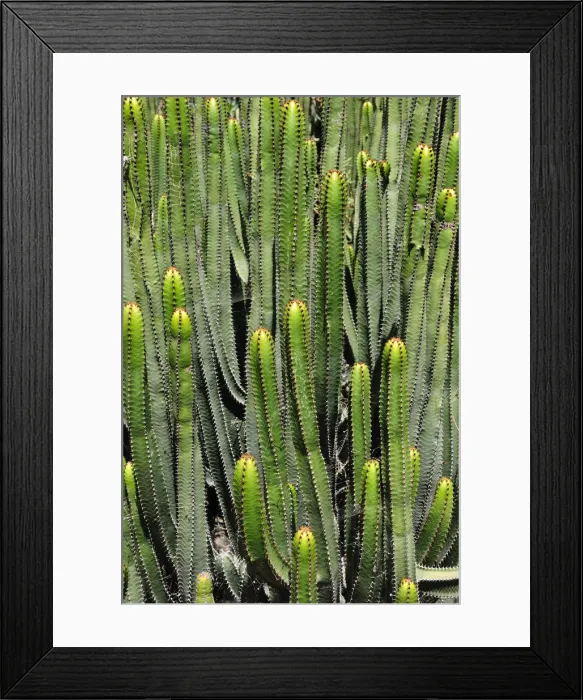 Framed Print : Jardin de Cactus (Cesar Manrique). Lanzarote, Canary islands