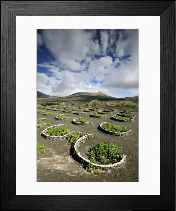 Framed Print : Traditional vineyards in La Geria where the wines are produced in a volcanic ash soil Framed Print : Traditional vineyards in La Geria where the wines are produced in a volcanic ash soil