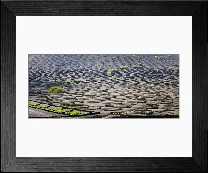 Framed Print : Traditional vineyards in La Geria where the wines are produced in a volcanic ash soil Framed Print : Traditional vineyards in La Geria where the wines are produced in a volcanic ash soil