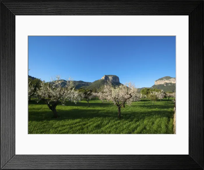Framed Print : Almond Blossom, Serra de Tramuntana auf Majorca, Balearics, Spain