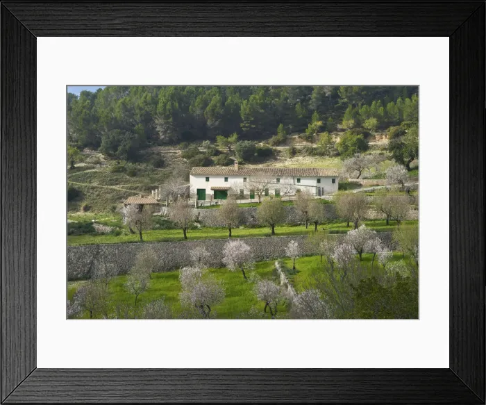 Framed Print : Almond Blossom nearby Es Capdella, Majorca, Balearics, Spain