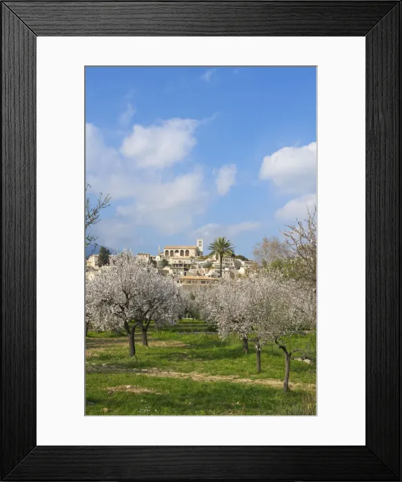 Framed Print : Almond Blossom nearby Selva, Majorca, Balearics, Spain
