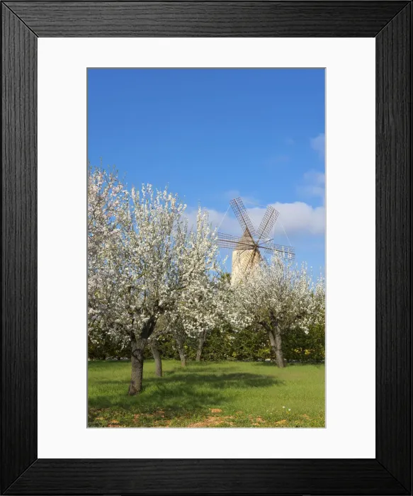 Framed Print : Windmill nearby Santa Maria del Cami, Cala Sa'Amonia, Majorca, Balearics, Spain