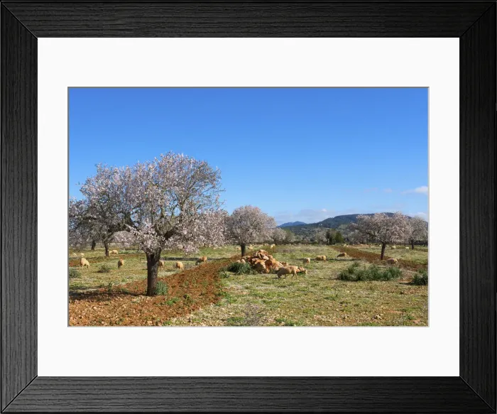 Framed Print : Almond Blossom nearby Campos, Majorca, Balearics, Spain Framed Print : Almond Blossom nearby Campos, Majorca, Balearics, Spain