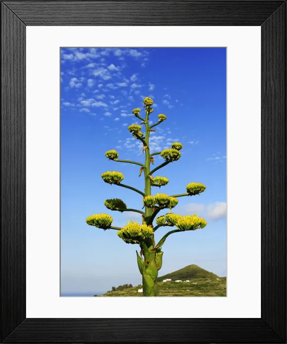 Framed Print : Blooming Agave, Lipari, Aeolian, or Aeolian Islands, Sicily, Italy, Europe Framed Print : Blooming Agave, Lipari, Aeolian, or Aeolian Islands, Sicily, Italy, Europe