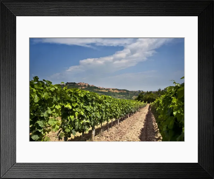 Framed Print : Italy, Tuscany, Siena district, Val di Chiana, Montepulciano, vineyard Framed Print : Italy, Tuscany, Siena district, Val di Chiana, Montepulciano, vineyard